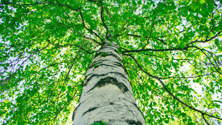 L-Acoustics: 40 Years of Sustainable Live Sound Innovation featured image